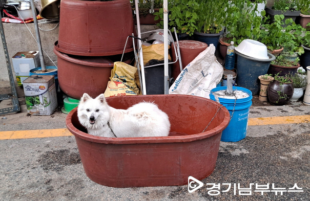 중복 지난 7월 29일 수원역 인근 거리. 35도의 열기를 식히는 하얀 강아지. 경기남부뉴스