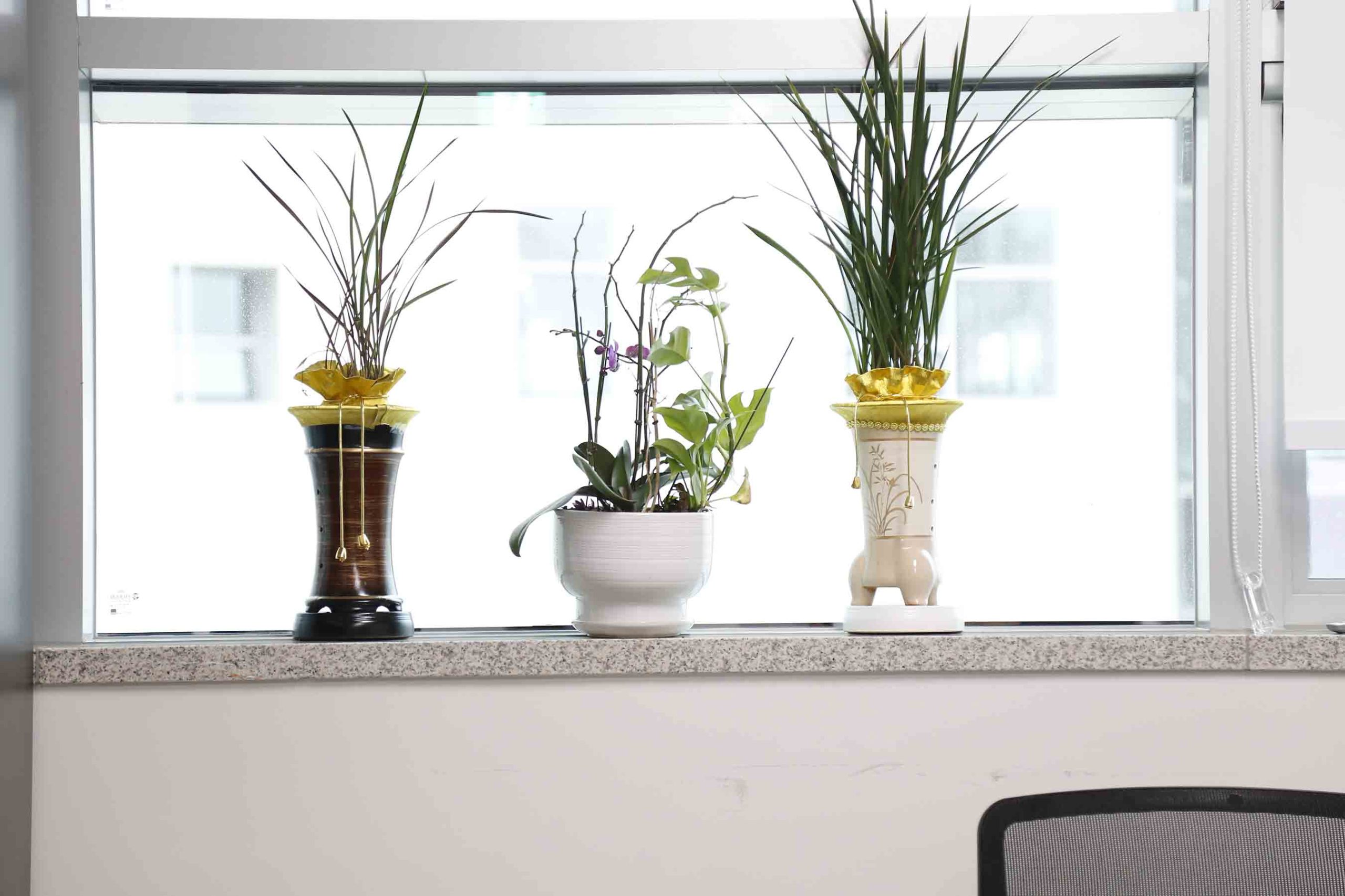 조용호 경기도의원실 창가에 놓인 화분.