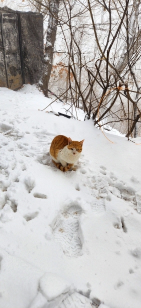 청계산 눈 속에서 마주친 고양이 2022.12.21 경기남부뉴스