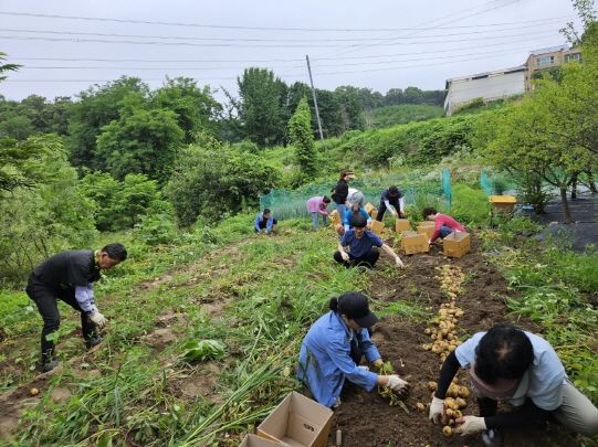 의왕시 고천동, 이웃사랑 감자 나눔 활동