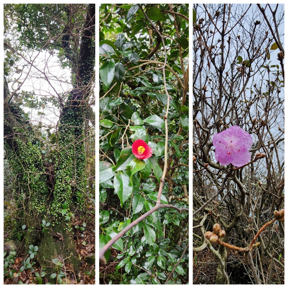 깃대봉 오르는 길에 핀 동백꽃과 진달래 사진: 배건일, 경기남부뉴스