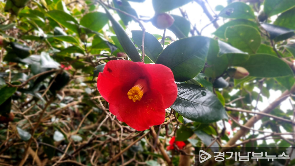 홍도 동백꽃, 2024.2.23 경기남부뉴스