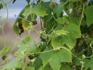 외래종 가시박(Trichosanthes kirilowii) 환경부 국립생물자원관