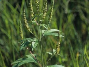 외래종 단풍잎돼지풀(Ambrosia trifida) 환경부 국립생물자원관