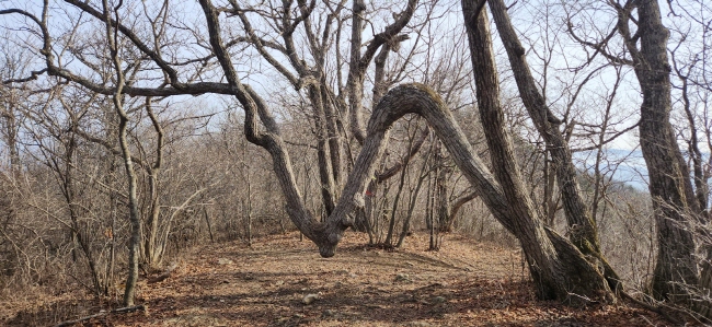 ‘산골나무’ 사진: 배건일, 경기남부뉴스