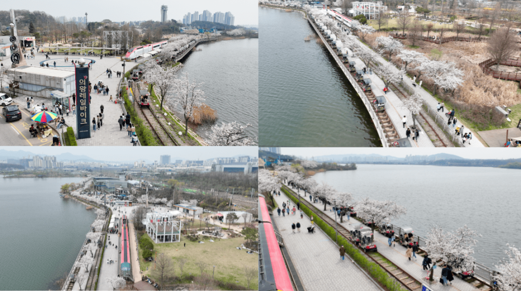 의왕 왕송호수공원 벚꽃 사진