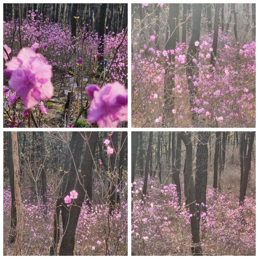칠보산 진달래 군락지 사진: 김정옥, 경기남부뉴스