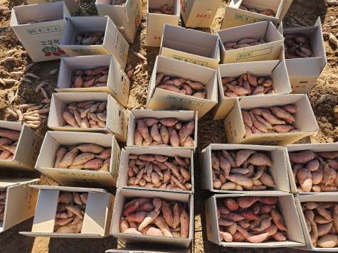 고구마캐기 행사