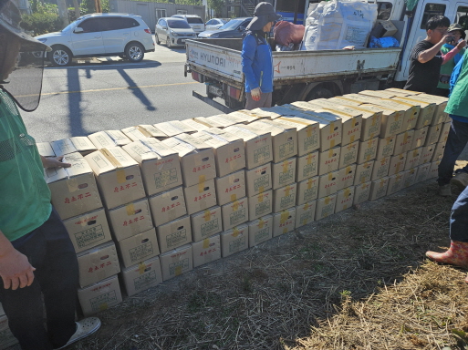 고구마캐기 행사